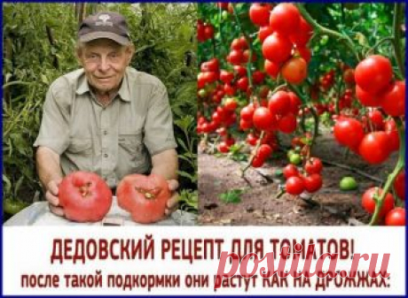 Дедовский рецепт для томатов

Этот полузабытый дедовский рецепт я выписала из старой газетной подшивки, но опробовать все не было времени. Решилась наконец в прошлом году.

Рецепт очень прост.
В трехлитровую банку заливаю 2,6-2,7 л воды без хлора (отстоянной), добавляю 100 г разведенных теплой водой дрожжей и 0,5 ст. сахара. 
Накрыв марлей, держу банку в тепле, время от времени взбалтывая содержимое. 
Раствор готов, когда закончится брожение. 

Один стакан развожу в 10 л в...