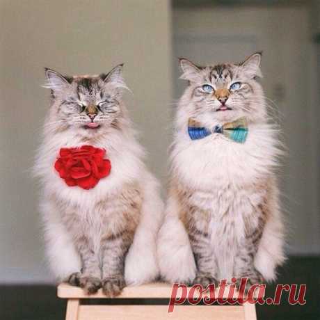 хх