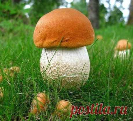 СЕЕМ ГРИБЫ НА ДАЧЕ