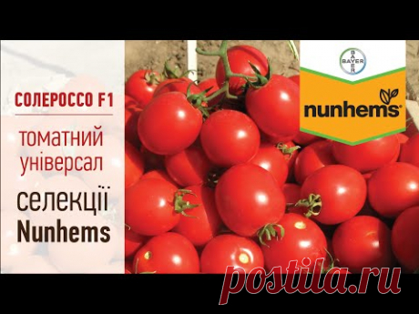 Томат Солероссо: арактеристика и описание сорта, выращивание с фото