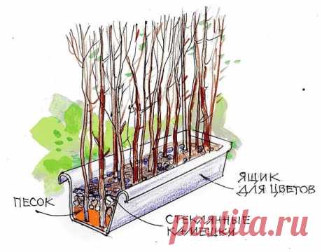 Садовая ширма в ящике: мастер-класс