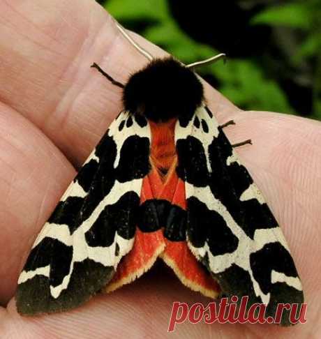 I want to make a fascinator like this moth, with a big pompon and some feather &quot;wings&quot; - Garden tiger moth - Arctia caja | Trish Thompson приколол(а) это к доске Moths