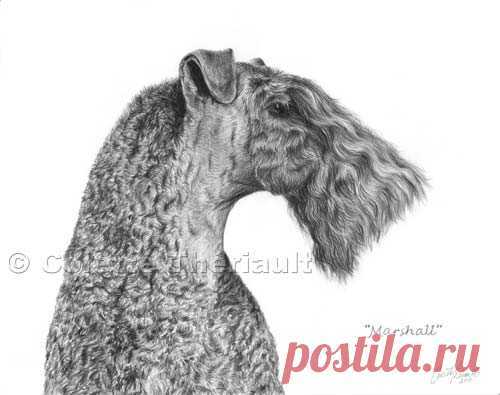 Керри Блю Терьер портретный рисунок-портреты домашних животных рисунок на заказ графитовый карандаш портреты домашних животных-памятный подарок питомцу