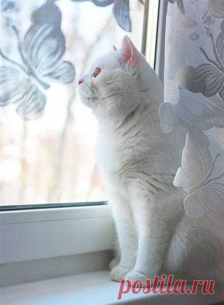 белое