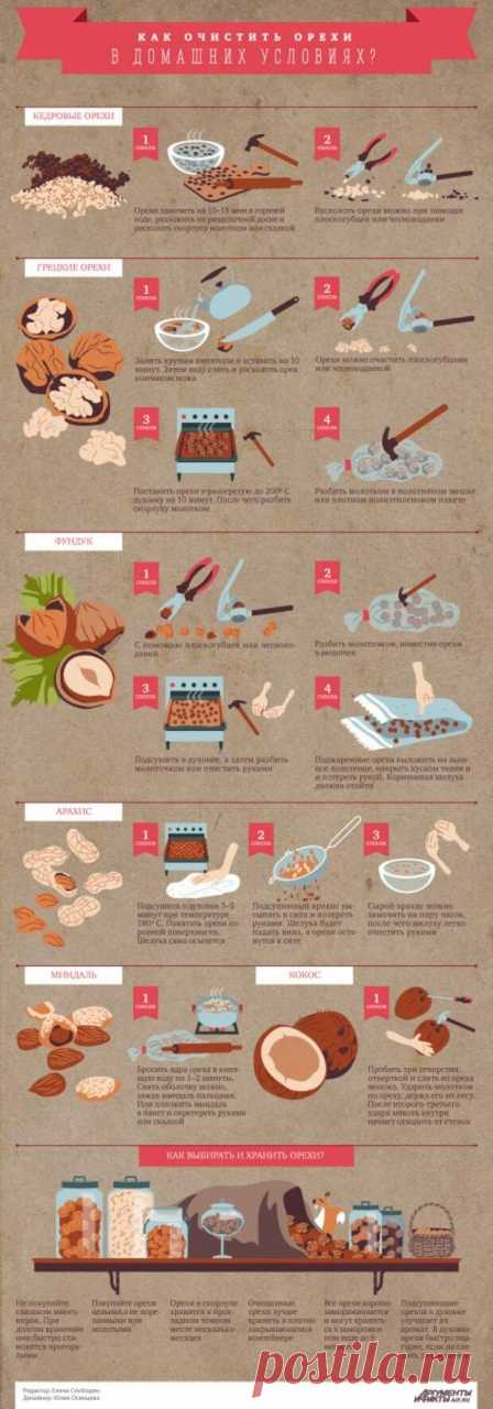 Как очистить орехи разных видов от скорлупы: инфографика | АиФ Кухня