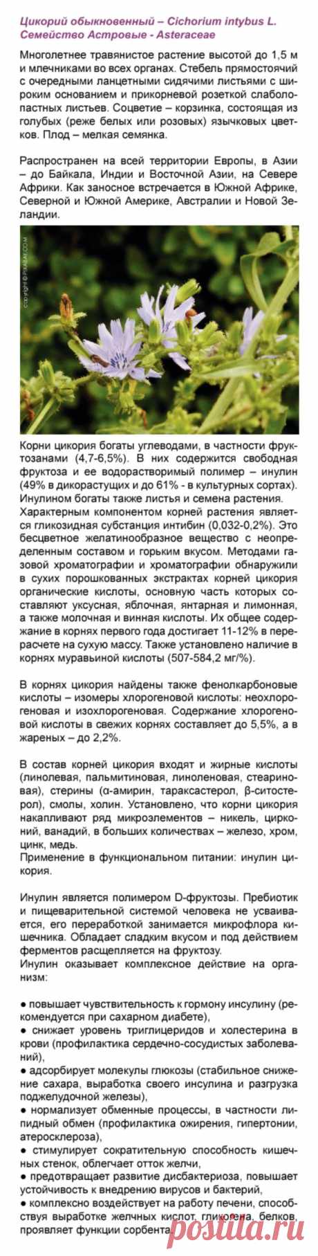 Цикорий в функциональном питании