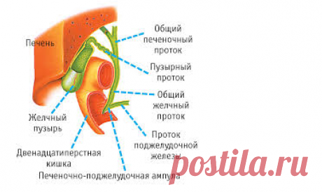 Желчнокаменная болезнь излечима лекарственными растениями!