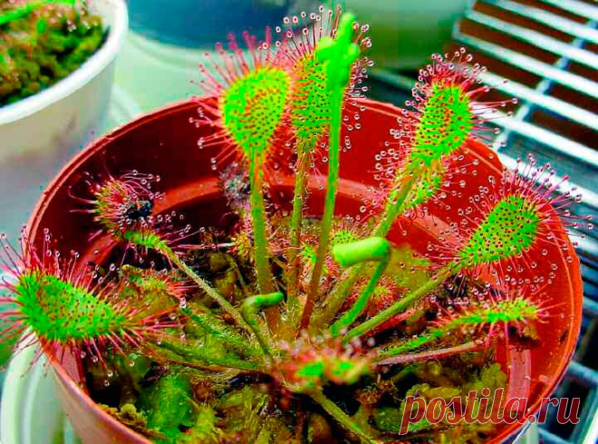 Комнатное растение Росянка (лат. Drosera). Росянки относятся к редким видам растений, которые способны ловить и переваривать насекомых. Название они получили благодаря липкой жидкости, похожей на капли росы. При правильном уходе из середины розетки листьев росянки поднимается длинный цветонос с красными цветками. В природе большинство росянок растут на болотах, поэтому секрет успеха их содержания в комнатах - кислая почва, обилие влаги и холодная зимовка.