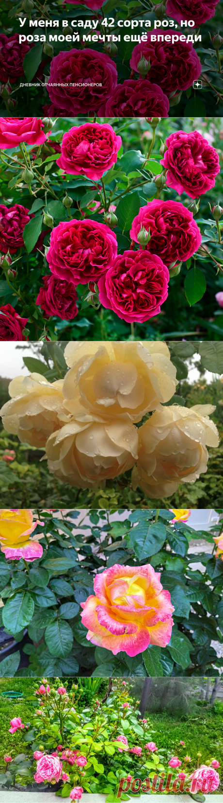 У меня в саду 42 сорта роз, но роза моей мечты ещё впереди | Дневник отчаянных пенсионеров | Яндекс Дзен