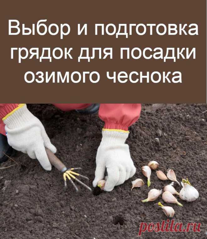 Посадка после чеснока на следующий год таблица. После каких культур лучше сажать озимый чеснок. После каких культур лучше сажать озимый чеснок. После каких культур лучше сажать озимый чеснок. Лук сажать после какой культуры.
