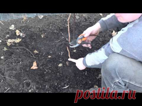 Обрезка винограда. Годичный куст. Виноград 2014. - YouTube