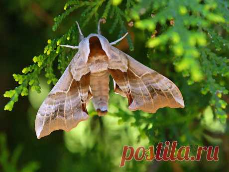 Hawk Moth Was trying to shoot more Hummers and spotted this Hawk Moth on my Cypress Bush.  This moth is almost the size of my Anna's Hummers.  Please do not use this image on websites, blogs or any other media without my explicit permission. © All rights reserved Copyright © 2014 Judi Zoboli  This image is protected under the United States and International Copyright laws and may not be downloaded, reproduced, copied, transmitted or manipulated without written permission.