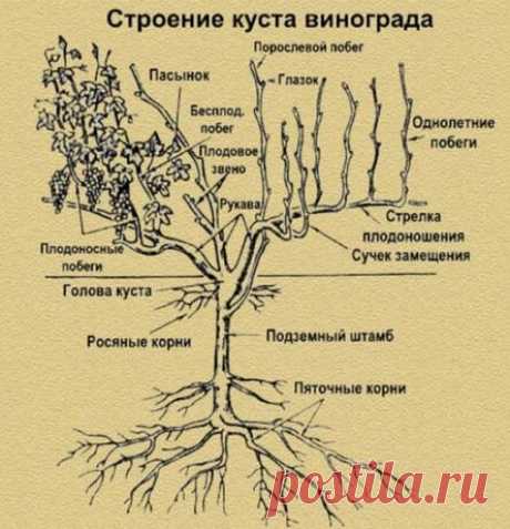 Обрезка винограда осенью: понятная инструкция для начинающих