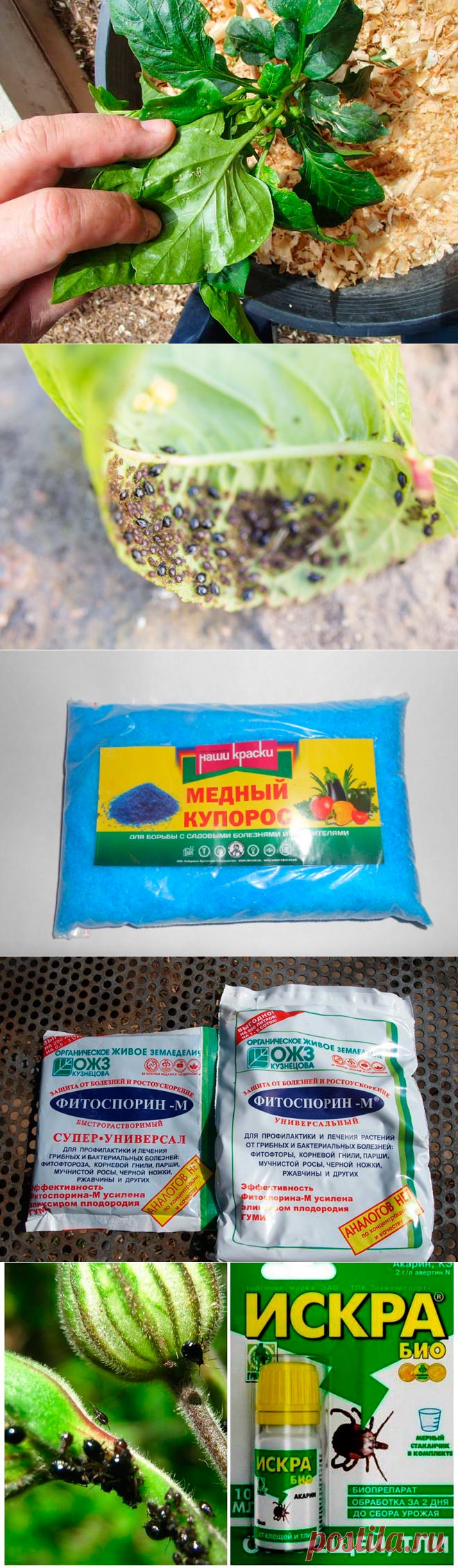 Эффективные средства против тли на перце