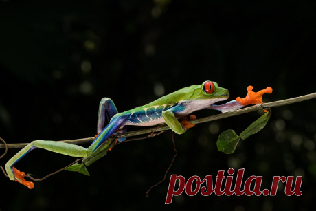 Untitled This Red-eyed Tree Frog was photographed in Costa Rica guided by Neotropic Photo Tours.