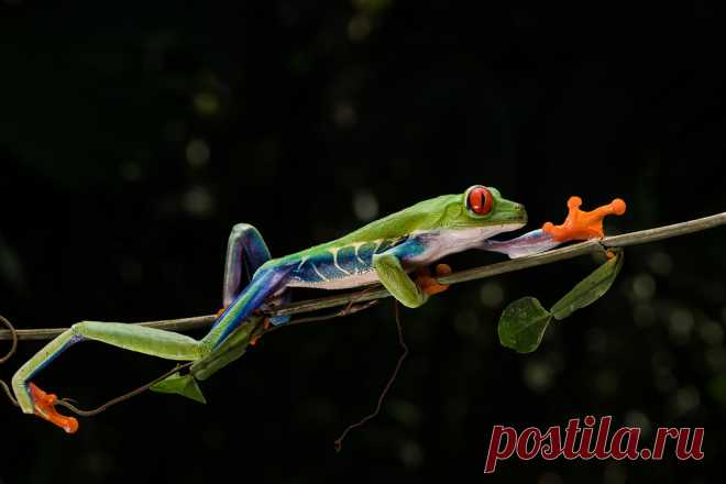 Untitled This Red-eyed Tree Frog was photographed in Costa Rica guided by Neotropic Photo Tours.