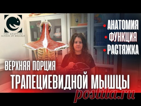 ТРАПЕЦИЕВИДНАЯ МЫШЦА. Верхняя порция. Анатомия. Растяжка. Татьяна Яковлева