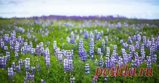 (11) Facebook