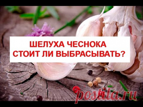 Шелуха чеснока  Стоит ли выбрасывать Уникальные целебные свойства шелухи чеснока, 16 рецептов лечени