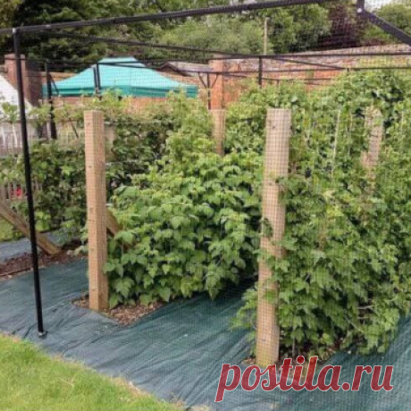 Идеи опор для разных культур своими руками Опора необходима вьющимся растениям и некоторым цветам, а также тем культурам, которые имеют слабый ствол или же крупные плоды, вследствие которых растение наклоняется в бок и может поломаться. К тому же, помимо очевидной составляющей, опора помогает дачникам удобно собирать урожай и служит своеобразным декоративным элементом дачного участка.