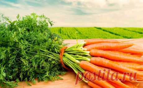 Как вырастить крупную и сладкую морковь - 5 секретов опытного дачника