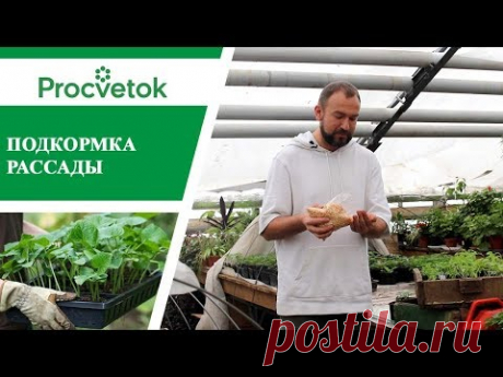 Рассада помидор, перцев, баклажанов. Подкормка рассады для богатого урожая.