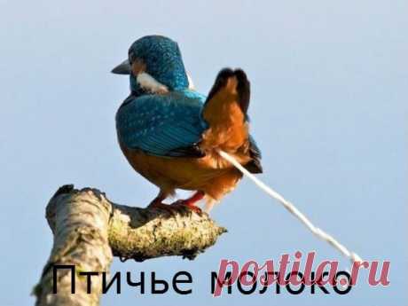 Смешные картинки - 348