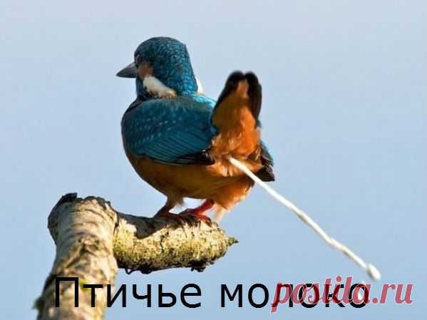 Смешные картинки - 348