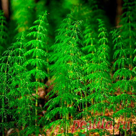 Лекарственное растение Хвощ полевой (Equisetum arvense). Многолетнее растение; весной появляются желто-коричневые неразветвленные членистые побеги, несущие на верхушке спороносный колосок; летом вырастают бороздчатые стерильные мутовчато разветвленные зеленые побеги, толщиной до 0,5 см и длиной до 50 см; треугольно-ланцетные зубчики влагалищ в 2 раза длиннее влагалищной трубки.

Местопроизрастание
Пашни, где растение считается злостным сорняком, по краям лугов и канав, обочинам дорог.
