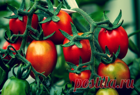 Даю помидорчикам «особые» растворы, и уже 2 года собираю урожай почти на месяц раньше! | Твоя Дача | Яндекс Дзен