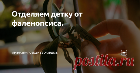 Отделяем детку от фаленопсиса. В посте &quot;фаленопсис дал детку&quot; я писала, что отделять их совершенно не обязательно, если растение здорово. Моя белоснежка была больна, и деток я с нее срезала. Заодно и сняла для вас маленький мк по отделению детеныша орхидеи от матери.