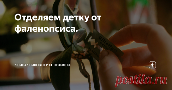 Отделяем детку от фаленопсиса. В посте 