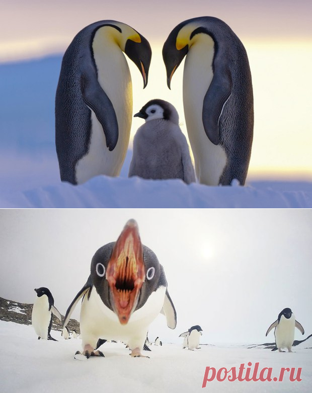 Пингвины моей мамы без. Самка пингвина. Милый Пингвин. Покажи пингвина. Живой Пингвин.