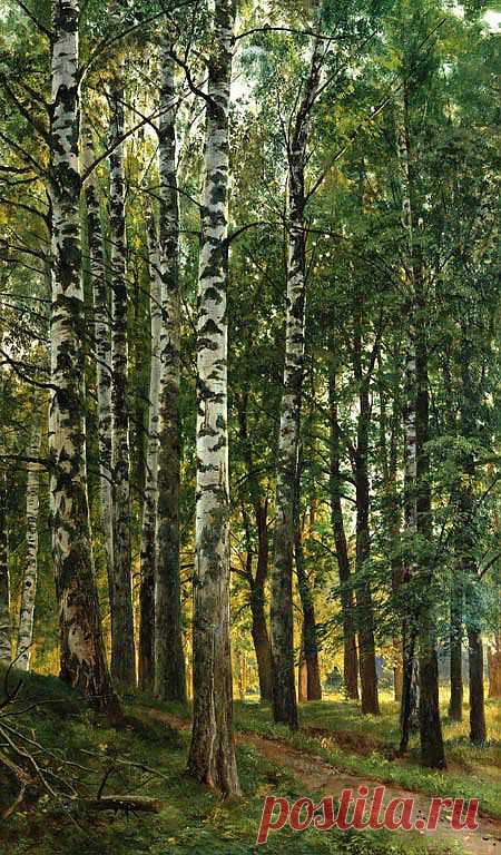1896. Холст, масло. 95,5 x 70. Ярославский художественный музей. Трудно представить себе отечественную живопись без картин Ивана Шишкина, утверждающих величие родной земли нашей. Часами можно стоять у этого полотна, вслушиваясь в разговор берез и шорох трав. Как поистине велик художник, у которого неиссякаемый запас духовных сил и жизненных наблюдений выливается в неторопливую, эпическую и привольную песнь живой природе, гимн красоте Родины.