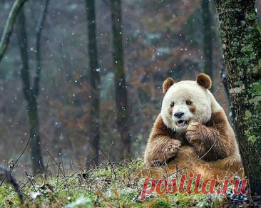 Циньлинская панда, специальный вид панд