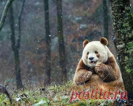 Циньлинская панда, специальный вид панд