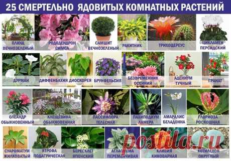 25 смертельно ядовитых комнатных растений