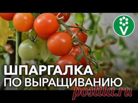 ВСЕ О ТОМАТАХ за 15 минут - коротко и по делу!