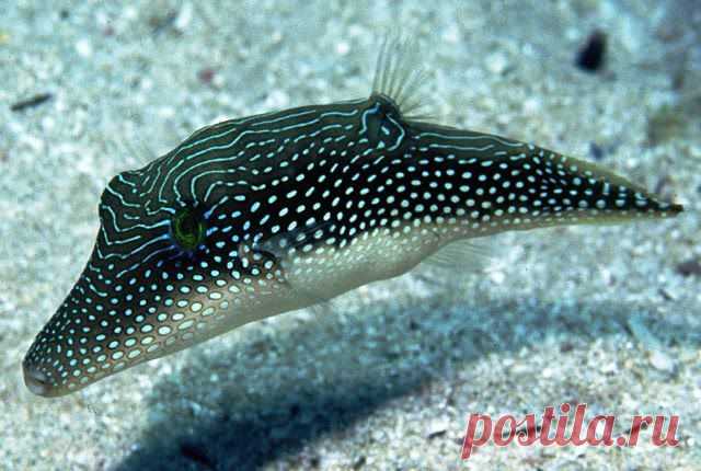 Иглобрюх острорылый жемчужный
Canthigaster margaritata
Размер - 3-12 см
Глубина - 1-5 м.
Питается губками, иглокожими, мелкими беспозвоночными.
