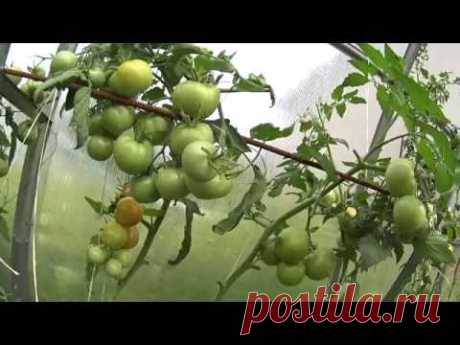 ФИТОФТОРА НАЧАЛАСЬ!!КАК СПАСТИ УРОЖАЙ ТОМАТОВ!!!