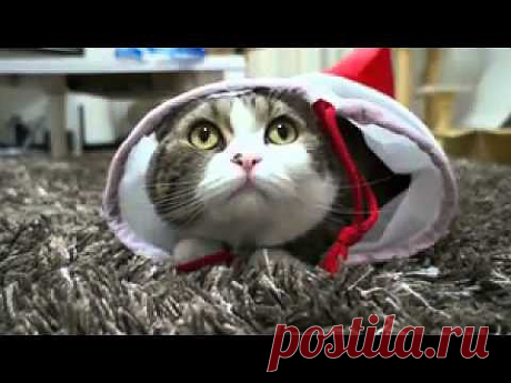 Забавный кот - YouTube