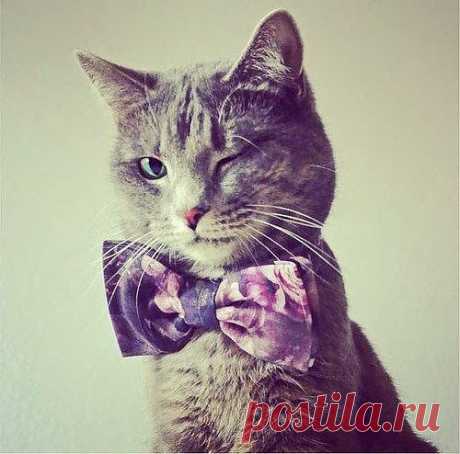 Котэ - позер!!!Душка!
