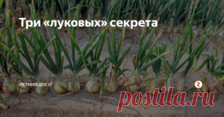 Три «луковых» секрета Часто можно слышать, как огородники жалуются на то, что не могут вырастить крупный лук. Они грешат на качество севка, болезни и вредителей. Не все знают, что лук — культура не простая и тоже имеет свои, «луковые» секреты.
Рыхлая почва
Это секрет №1. Лук очень любит рыхлую почву, очень рыхлую. Потому плодородный суглинок нужно непременно разбавлять. Под перекопку вносится по ведру песка и перегноя