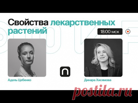 Ромашка успокаивает, а лимонник тонизирует? Как работают лекарственные растения / Динара Хисямова