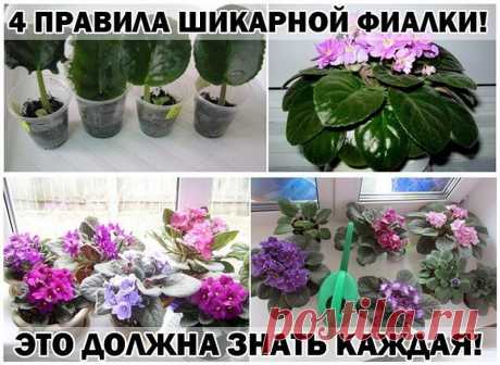 Правила шикарной фиалки