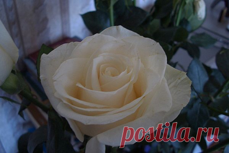 белая роза