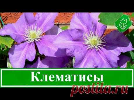 Цветок клематис – посадка и уход, выращивание: обрезка и размножение