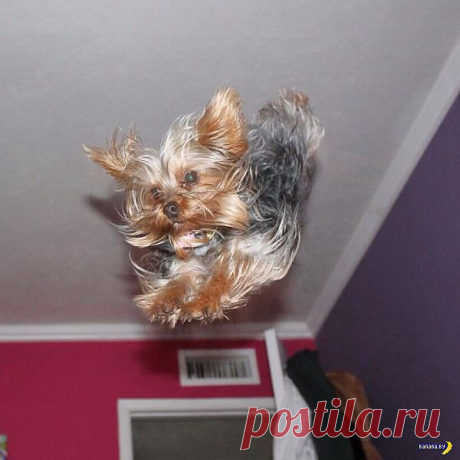 Собачий паркур...