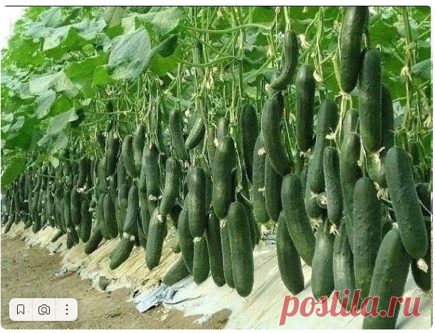 4 сорта огурца, которым я ставлю оценку 10 из 10 по их вкусовым качествам и урожаю🥒