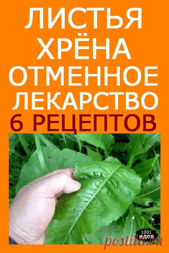 Лечение листьев хрена. Листья хрена. Листья хрена в медицине народной. Лекарство из листьев хрена. Лист хрена для суставов и мышц.